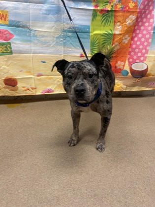 Shelter Stray Male Dog last seen Foster Rd/ Elrod Dr, 29697, Anderson County, SC, 1320 US-29, Anderson, SC 29626, USA