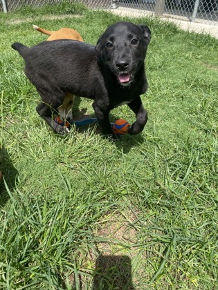Shelter Stray Female Dog last seen Cut Thru Rd, Cove City, NC, 1639 Old Airport Rd, New Bern, NC 28562, USA