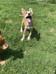 Shelter Stray Male Dog last seen Cut Thru Rd, Cove City, NC, 1639 Old Airport Rd, New Bern, NC 28562, USA