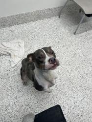 Shelter Stray Male Dog last seen Near Hilliard st, Atlanta, GA, 1251 Fulton Industrial Blvd NW, Atlanta, GA 30336, USA