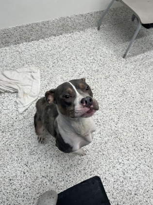 Shelter Stray Male Dog last seen Near Hilliard st, Atlanta, GA, 1251 Fulton Industrial Blvd NW, Atlanta, GA 30336, USA