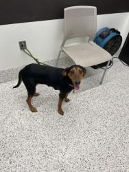 Shelter Stray Female Dog last seen Near Peachtree Rd NE, Atlanta, , 1251 Fulton Industrial Blvd NW, Atlanta, GA 30336, USA