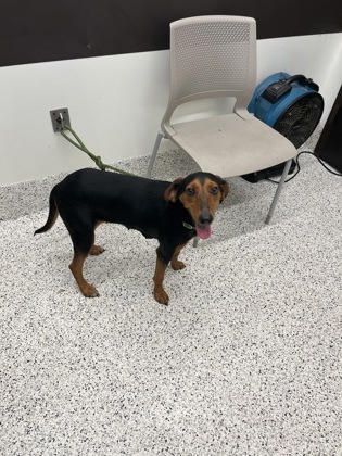 Shelter Stray Female Dog last seen Near Peachtree Rd NE, Atlanta, , 1251 Fulton Industrial Blvd NW, Atlanta, GA 30336, USA