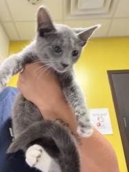 Shelter Stray Female Cat last seen Near Fulton Industrial Blvd, Atlanta, GA, 1251 Fulton Industrial Blvd NW, Atlanta, GA 30336, USA