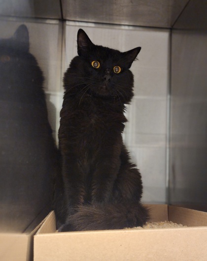 Shelter Stray Male Cat last seen Near Spooler Ct, Gastonia, NC, 1491 Business Park Ct, Gastonia, NC 28052, USA