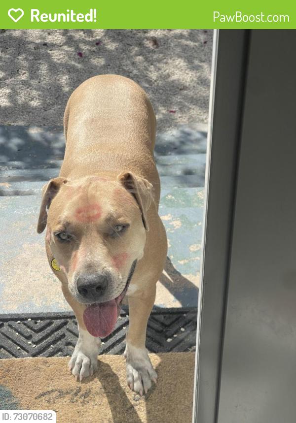 Reunited Male Dog last seen sw 6 and 2nd ave, Dania Beach, FL 33004
