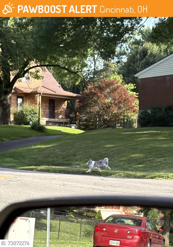 Found/Stray Unknown Dog last seen Autumn Street onto Blue Rock Rd. Heading towards the Pine., Cincinnati, OH 45239