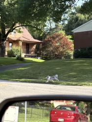 Found/Stray Unknown Dog last seen Autumn Street onto Blue Rock Rd. Heading towards the Pine., Cincinnati, OH 45239