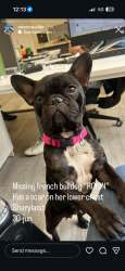 Lost Female Dog last seen Shary Road, Mission, TX 78572
