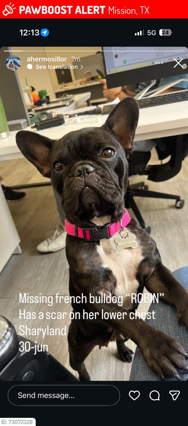 Lost Female Dog last seen Shary Road, Mission, TX 78572