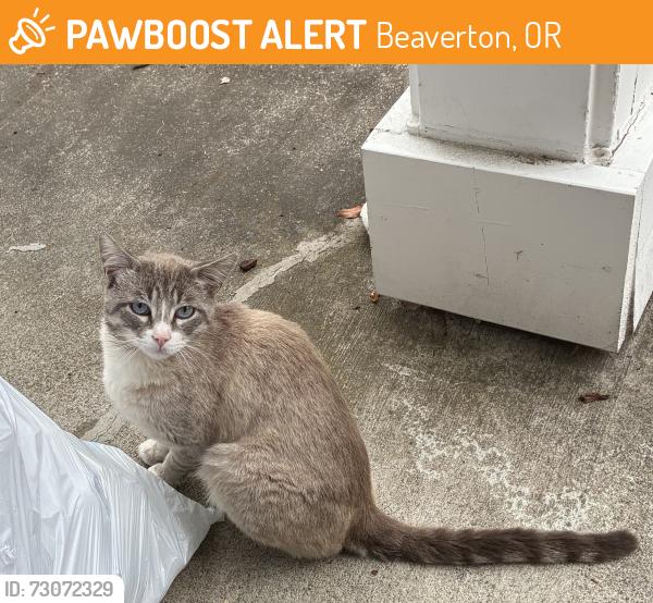 Found/Stray Male Cat last seen Please contact me for more information, Beaverton, OR 97005