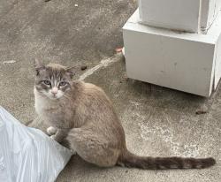 Found/Stray Male Cat last seen Please contact me for more information, Beaverton, OR 97005