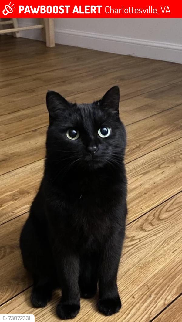 Lost Female Cat last seen Cottonwood, Charlottesville, VA 22901