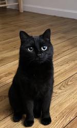 Lost Female Cat last seen Cottonwood, Charlottesville, VA 22901