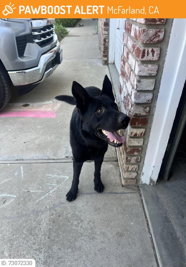Found/Stray Male Dog last seen Elmo Hwy, McFarland, CA 93250