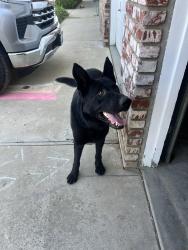 Found/Stray Male Dog last seen Elmo Hwy, McFarland, CA 93250