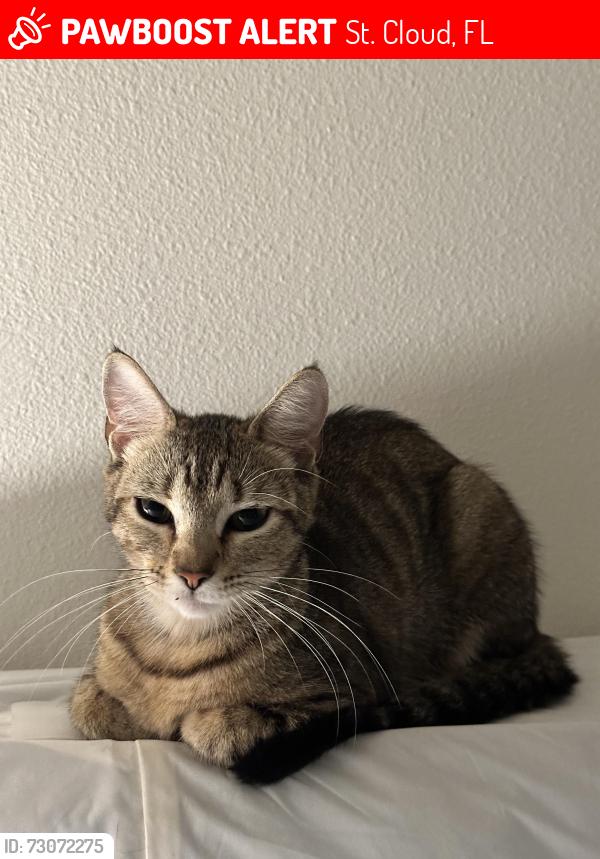 Lost Female Cat last seen Nolte & Canoe Creek Road, St. Cloud, FL 34769
