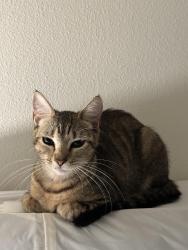 Lost Female Cat last seen Nolte & Canoe Creek Road, St. Cloud, FL 34769