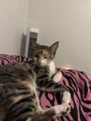 Found/Stray Female Cat last seen Kellogg and Tyler, Wichita, KS 67202