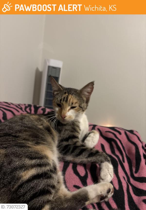 Found/Stray Female Cat last seen Kellogg and Tyler, Wichita, KS 67202