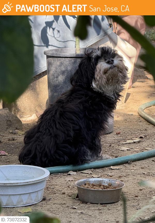 Found/Stray Female Dog last seen William Street Park, San Jose, CA 95112