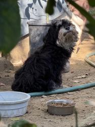 Found/Stray Female Dog last seen William Street Park, San Jose, CA 95112