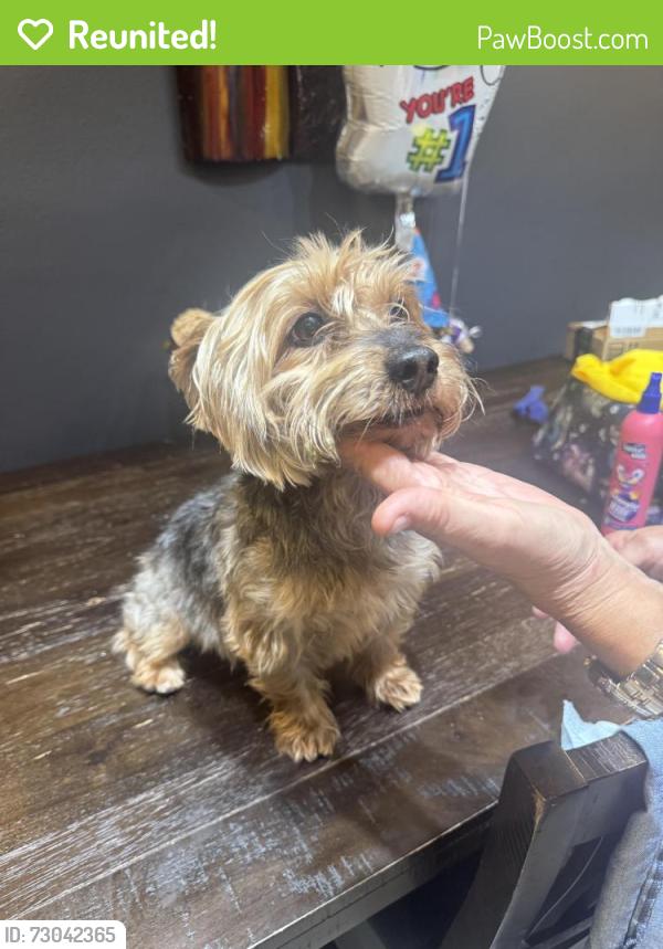 Reunited Male Dog last seen Sedanos , Miami, FL 33147