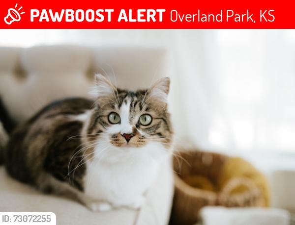 Lost Female Cat last seen Nottingham forest neighborhood, Overland Park, KS 66213