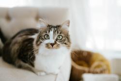 Lost Female Cat last seen Nottingham forest neighborhood, Overland Park, KS 66213