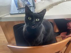 Reunited Female Cat last seen Carrington steps, Oakland, CA 94601
