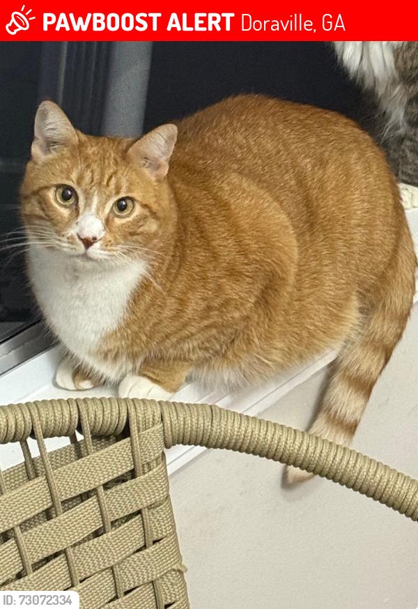 Lost Female Cat last seen Brook Park, Doraville, GA 30340