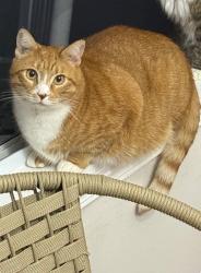 Lost Female Cat last seen Brook Park, Doraville, GA 30340