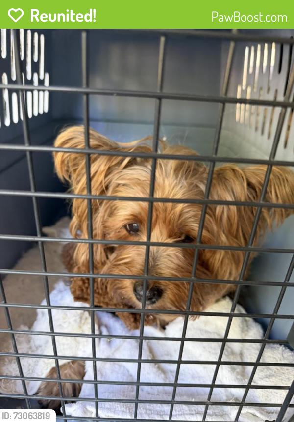 Reunited Female Dog last seen Orinda Library, Orinda, CA 94563