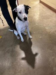 Shelter Stray Female Dog last seen Near E William Cannon Drive, AUSTIN, TX, 78745, 7201 Levander Loop bldg a, Austin, TX 78702, USA