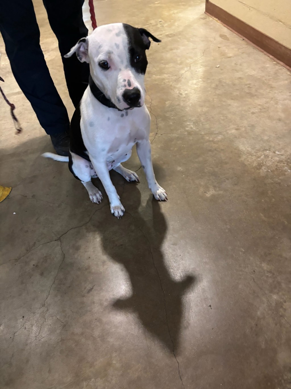 Shelter Stray Female Dog last seen Near E William Cannon Drive, AUSTIN, TX, 78745, 7201 Levander Loop bldg a, Austin, TX 78702, USA
