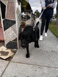 Found/Stray Male Dog last seen Greenville, Santa Ana, CA 92704