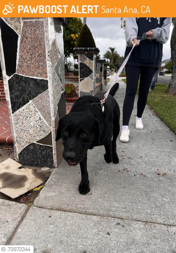 Found/Stray Male Dog last seen Greenville, Santa Ana, CA 92704