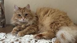 Reunited Male Cat last seen Trevethan Avenue, Santa Cruz, CA 95062