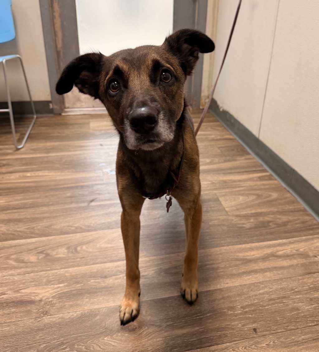 Shelter Stray Male Dog last seen Near Expedition Way, San Diego, CA, 92037, 5500 Gaines St, San Diego, CA 92110, USA