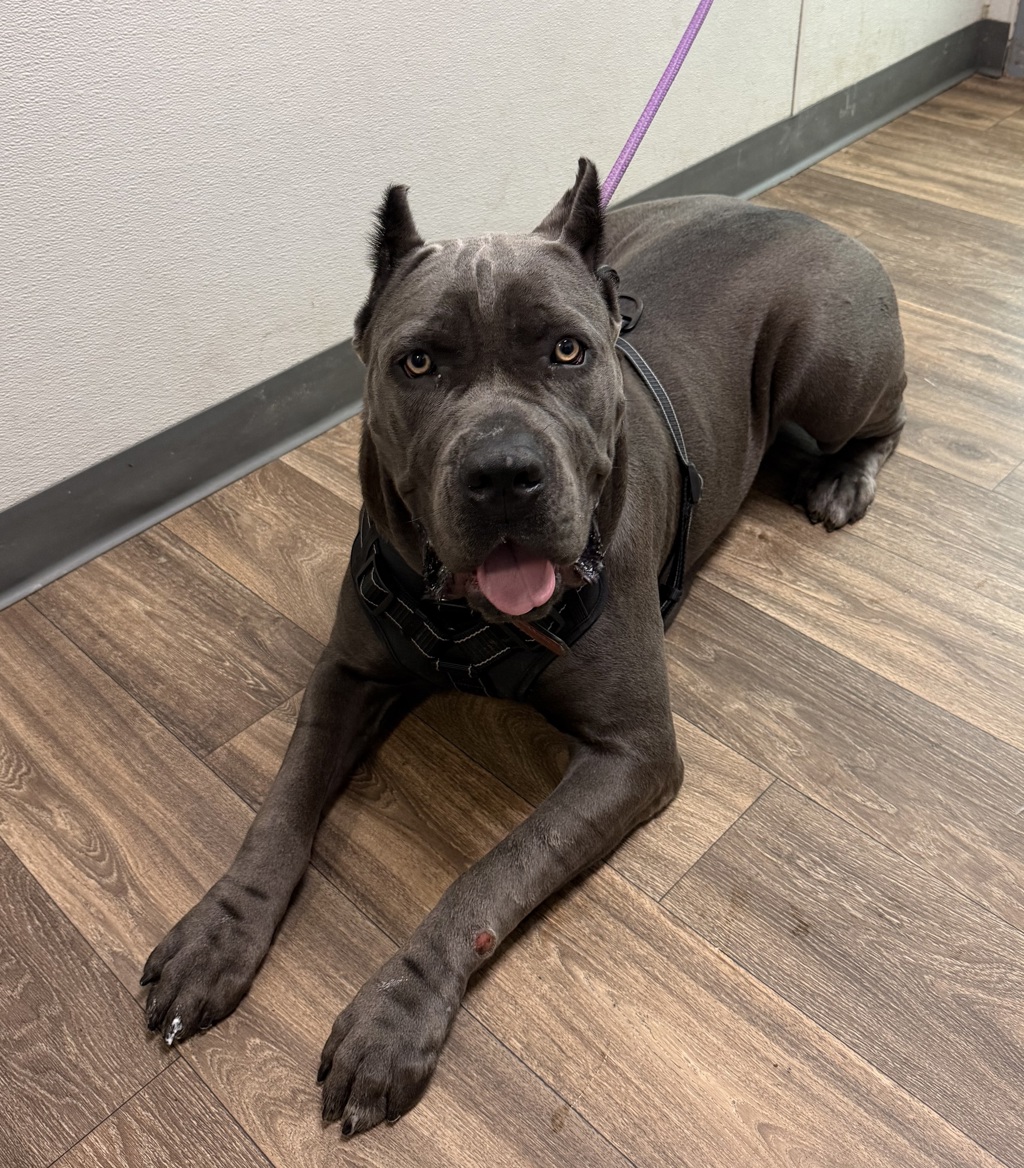 Shelter Stray Female Dog last seen Bullock Drive, San Diego, CA, 92114, 5500 Gaines St, San Diego, CA 92110, USA