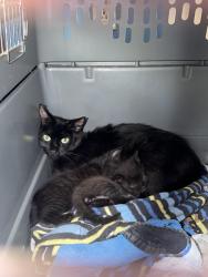 Found/Stray Female Cat last seen Edwin Dr and Independence Blvd, Virginia Beach, VA 23462