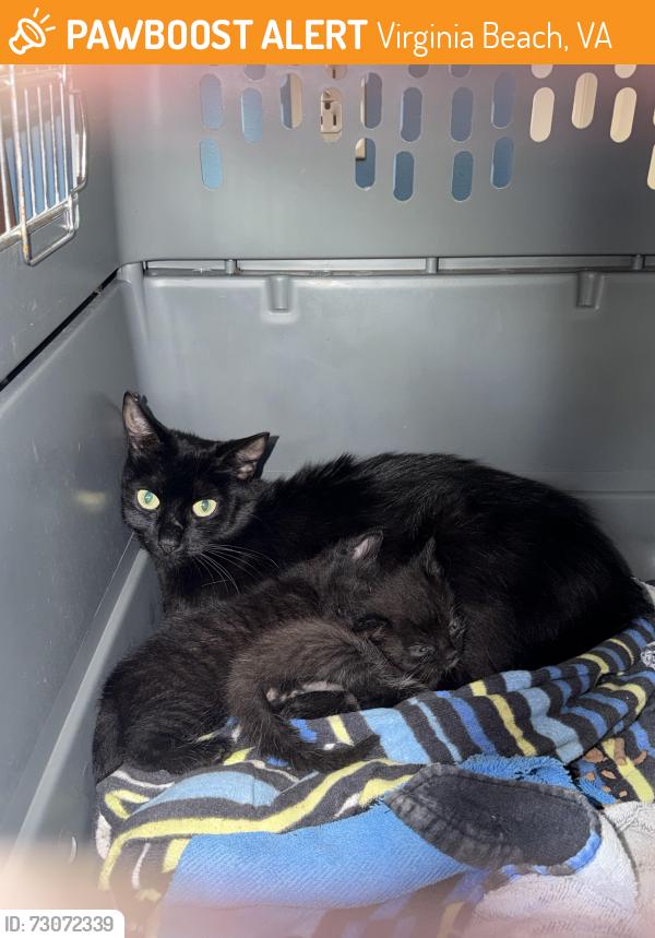 Found/Stray Female Cat last seen Edwin Dr and Independence Blvd, Virginia Beach, VA 23462