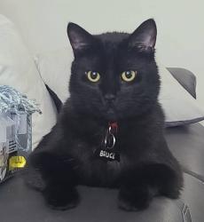 Reunited Male Cat last seen 87th ave between Locust and Oak, Metzger, OR 97223