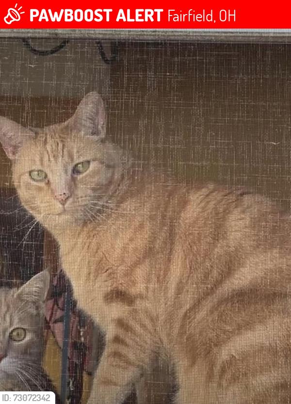 Lost Male Cat last seen Celadon Ave and Fairfield Ave , Fairfield, OH 45014