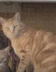 Lost Male Cat last seen Celadon Ave and Fairfield Ave , Fairfield, OH 45014