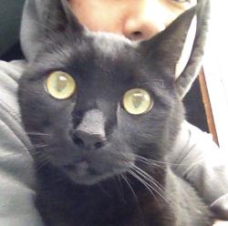Lost Male Cat last seen Langtree and 83rd, Tigard, OR 97224