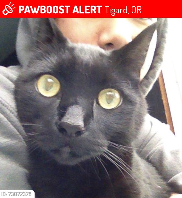 Lost Male Cat last seen Langtree and 83rd, Tigard, OR 97224
