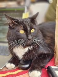 Lost Male Cat last seen Corte San Luis, Temecula, CA 92591