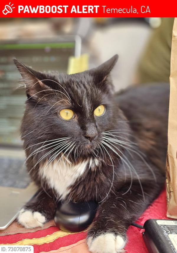 Lost Male Cat last seen Corte San Luis, Temecula, CA 92591