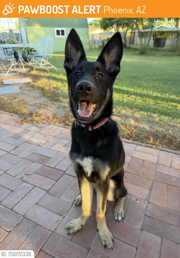 Found/Stray Male Dog last seen 44th st and e Vernon ave in an alley behind oak st, Phoenix, AZ 85008